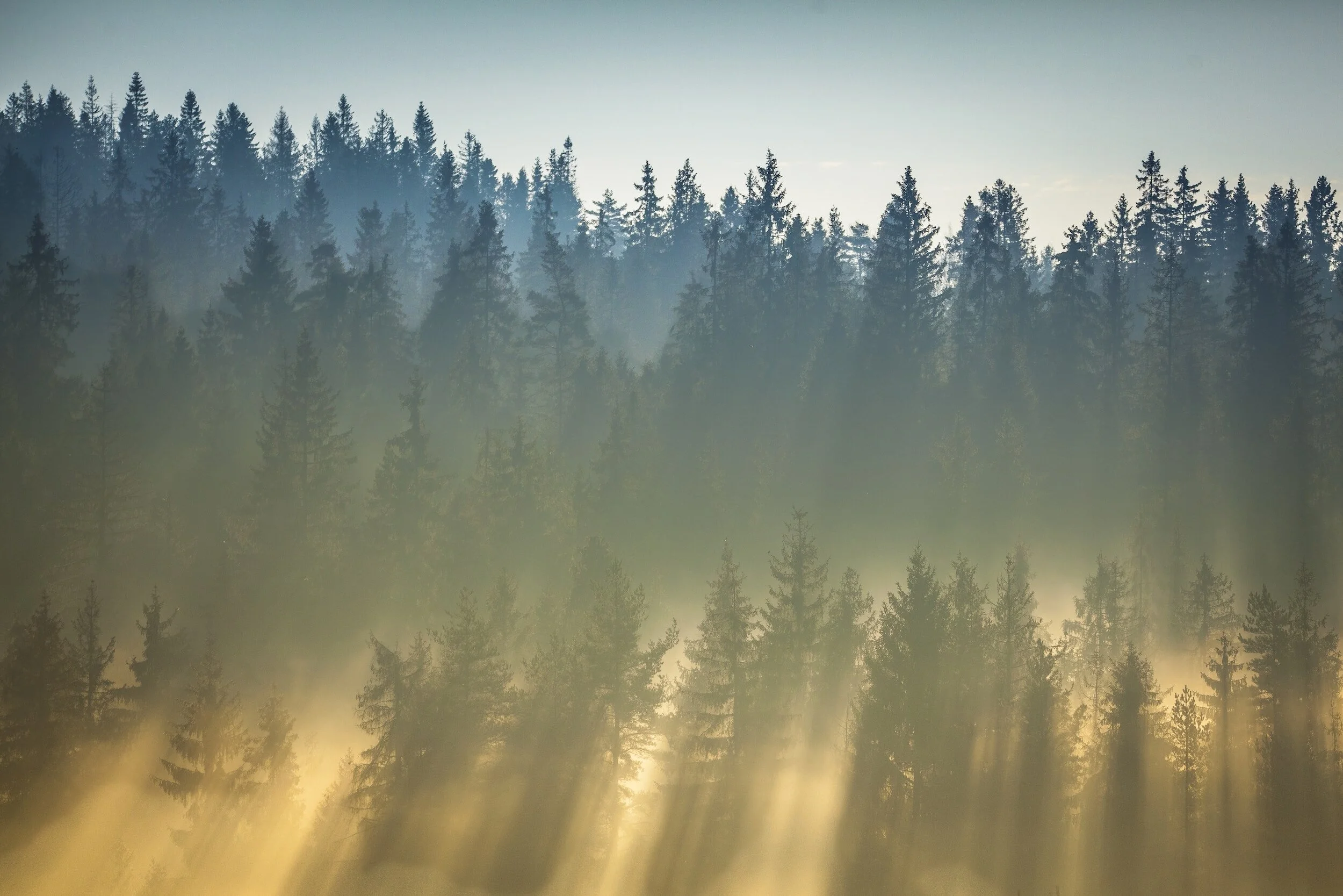 Misty pine forest at sunrise with sunbeams filtering through the trees.
