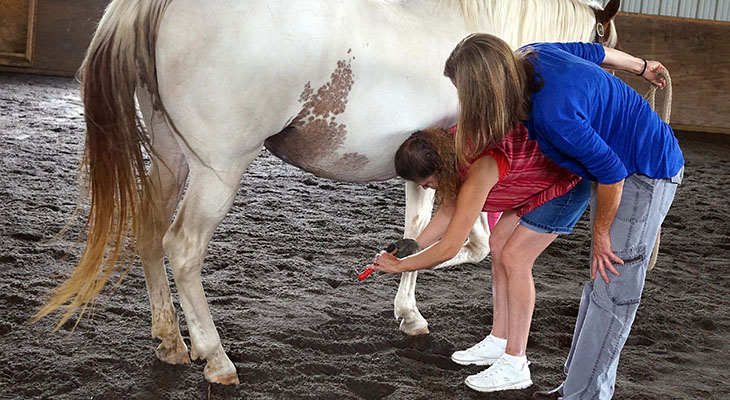 Two people examining a white horse's leg