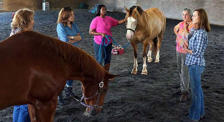 Group discussion holding horses in an arena