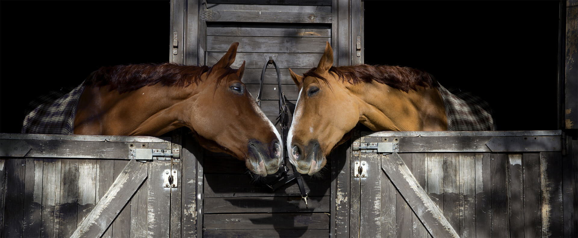 Two chestnut horses leaning out of adjacent stable stalls