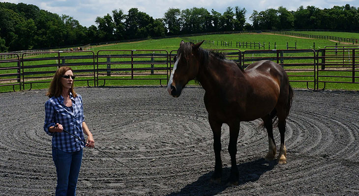 Woman leading a bay horse in an outdoor round pen