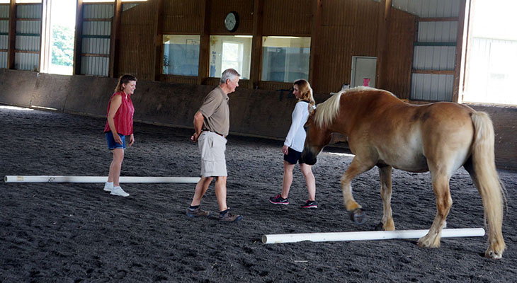 Team walking a palomino over ground poles