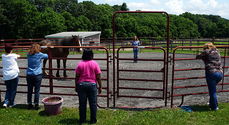 Group session in an outdoor round pen