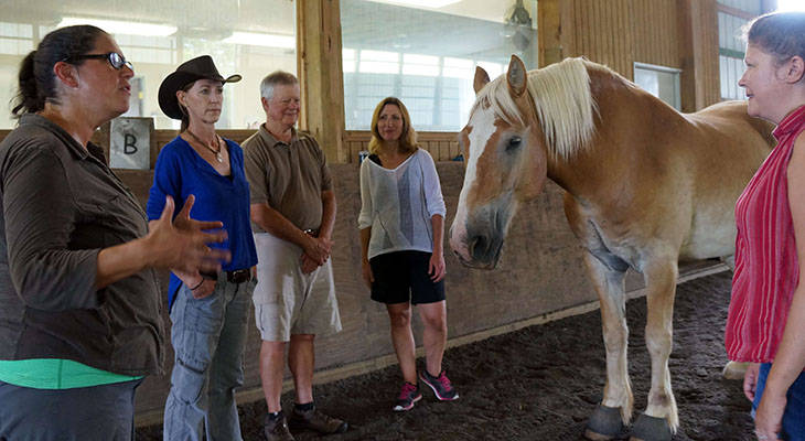 Indoor debrief circle with a palomino horse