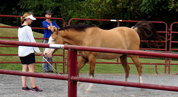 Woman working a palomino in a red-fenced pen