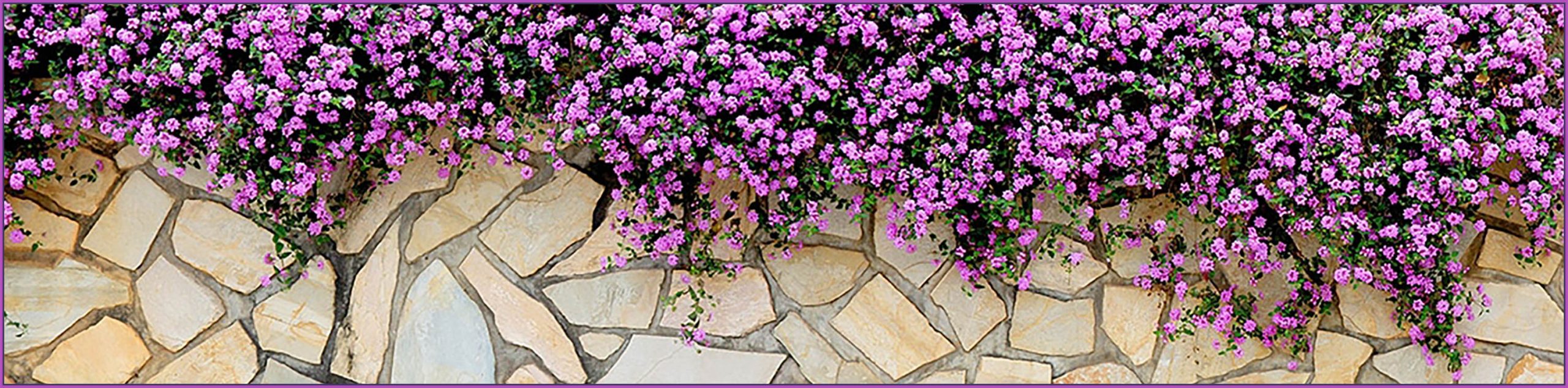 Flagstone wall covered in cascading pink and purple flowers