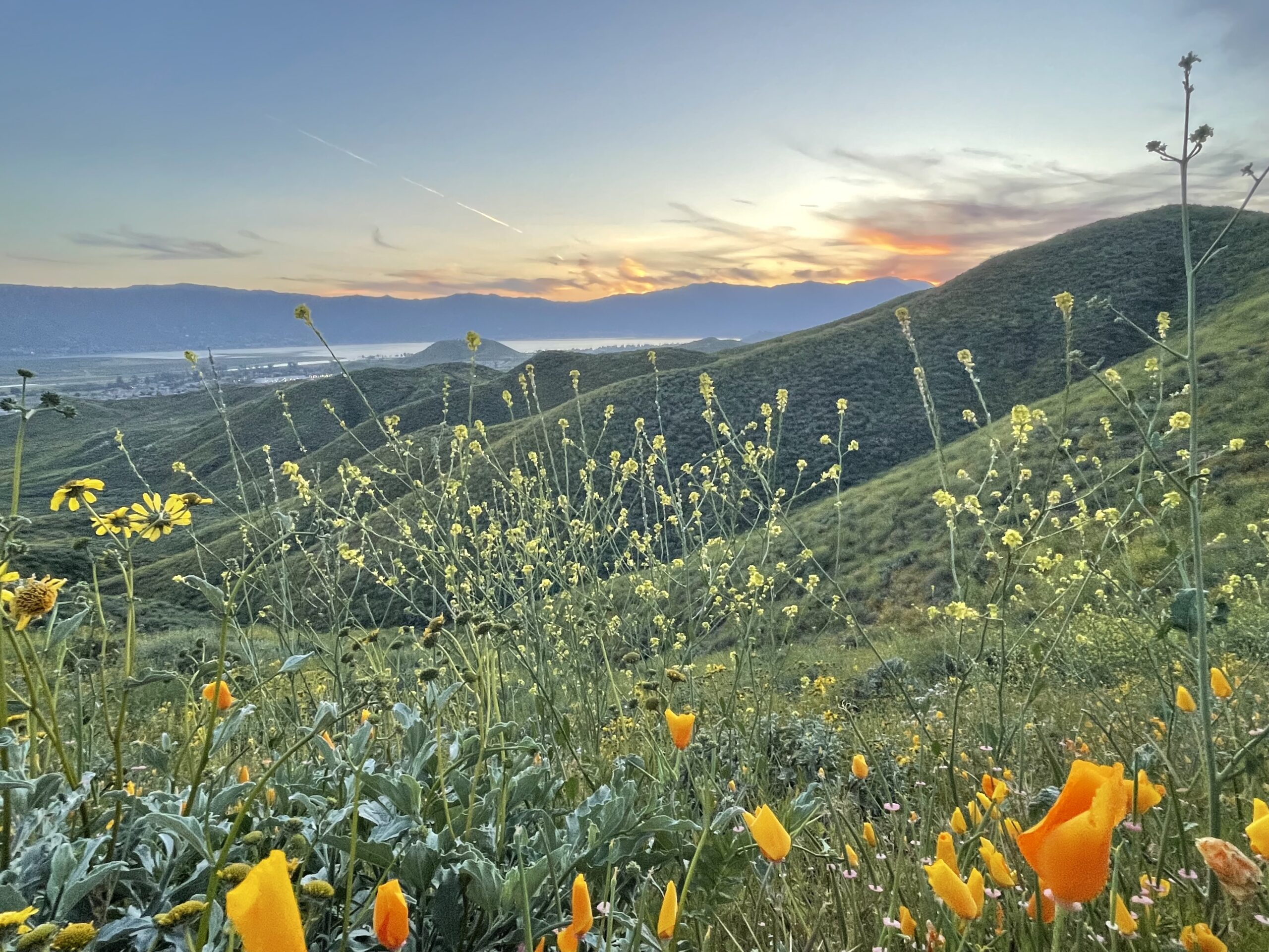 California hillside wildflowers — orange poppies and yellow mustard — at sunset with rolling green hills and mountains behind