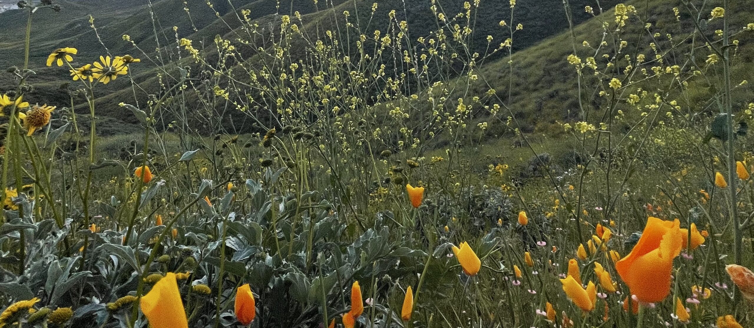 Close-up of orange California poppies and yellow wildflowers on a hillside