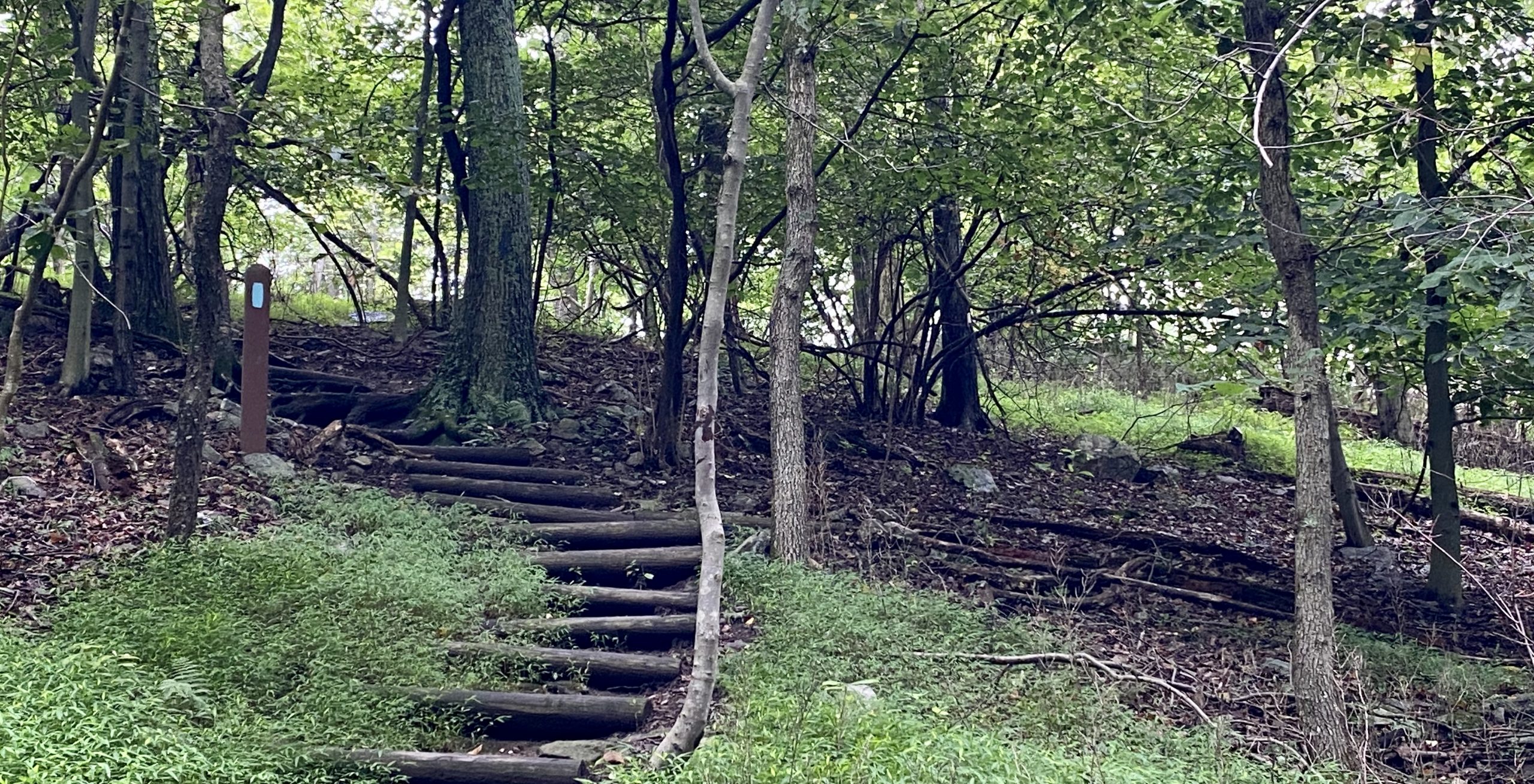 Wooden log steps on a forest trail marked with a blue-blazed trail marker post