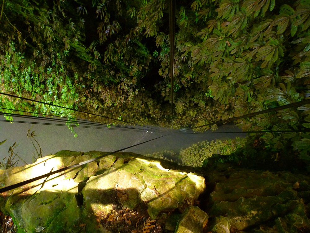 Illuminated mossy rocks and jungle foliage at night