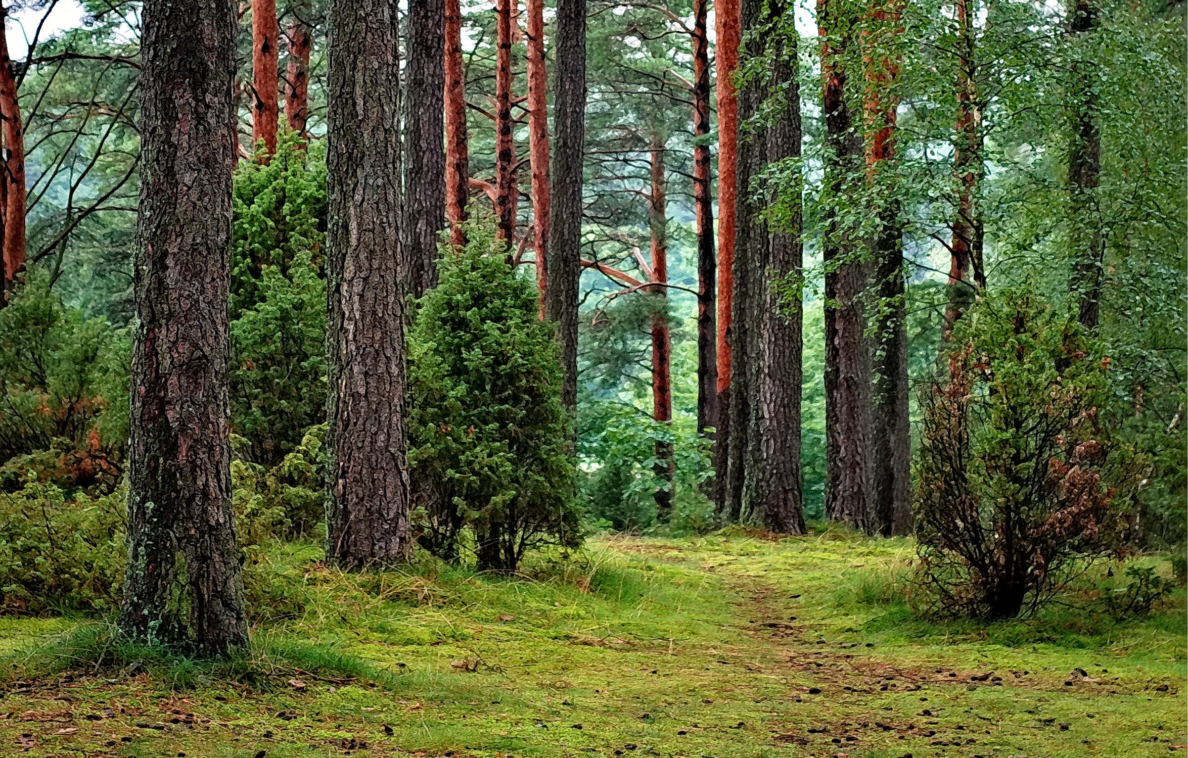 Lush pine forest with a mossy path winding between tall red-barked trees