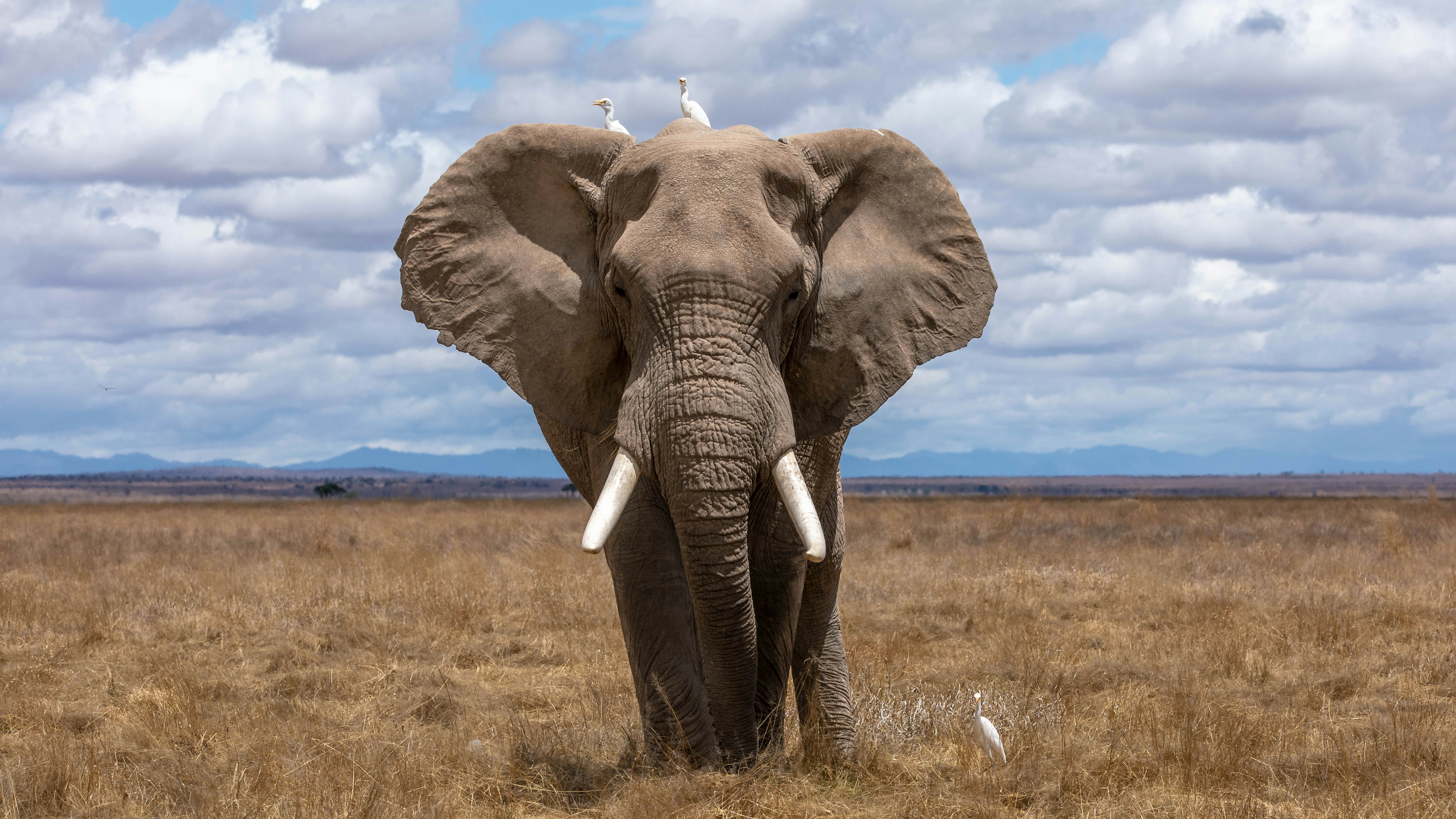 African elephant facing camera in dry savanna grassland