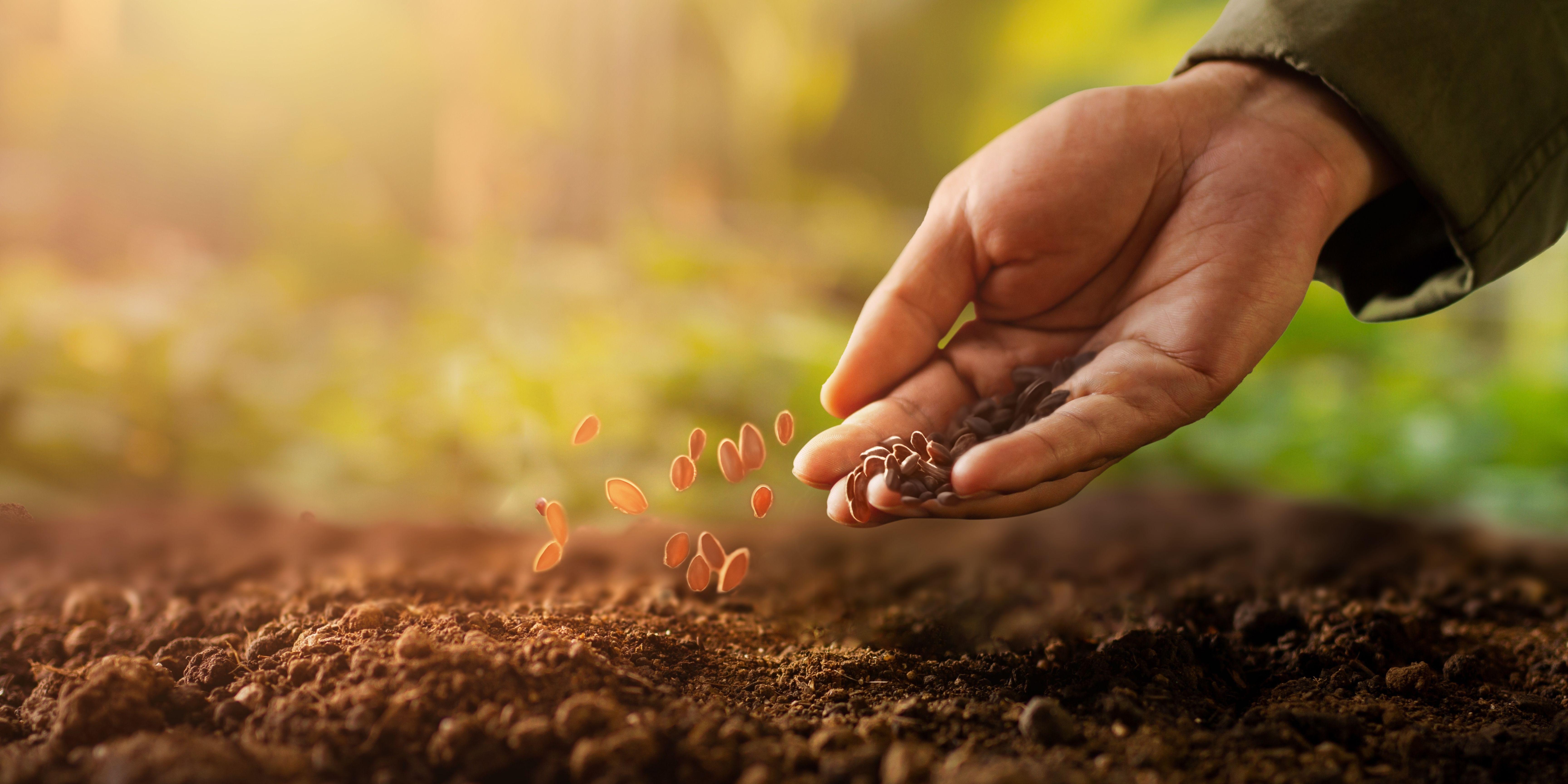 A hand sowing seeds into rich, sunlit soil — a metaphor for growth and cultivation.
