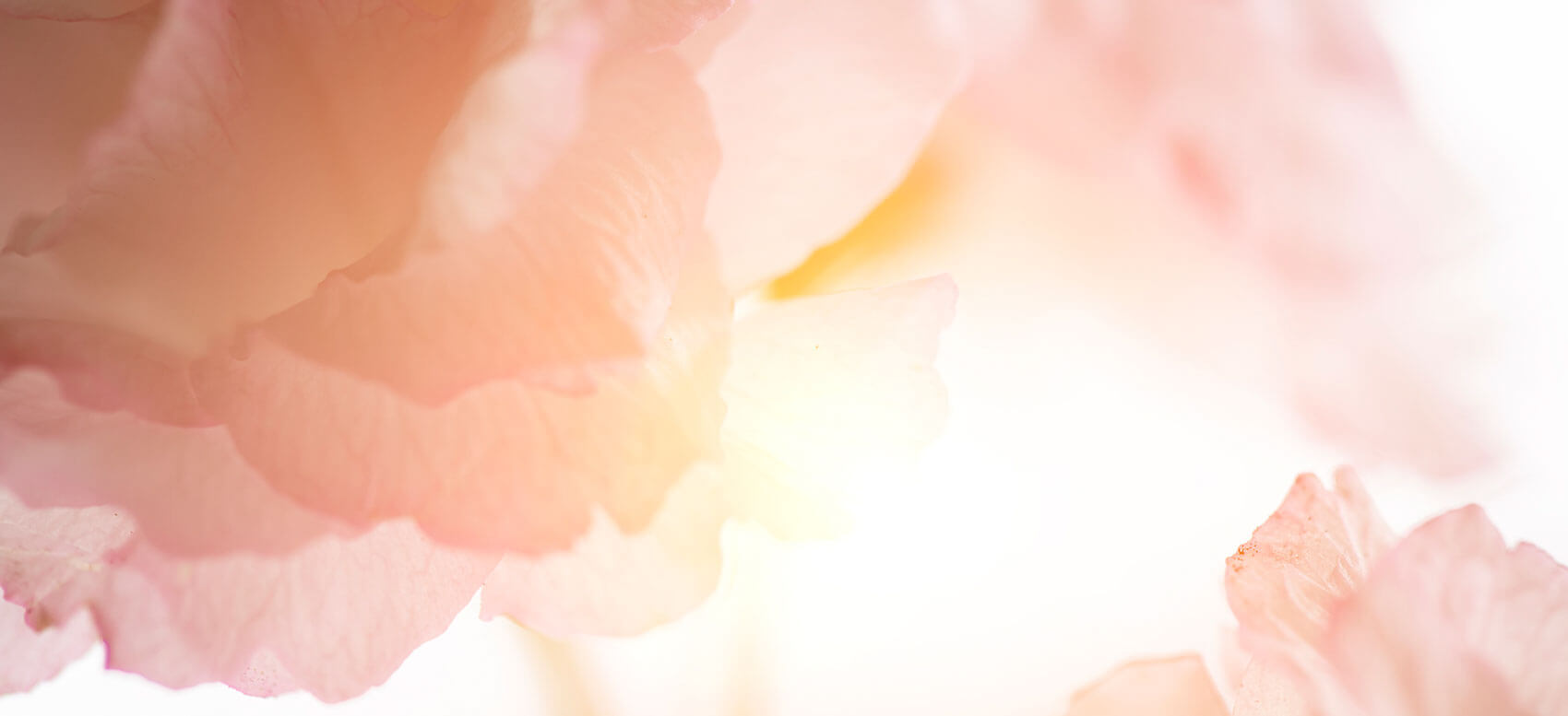 Soft-focus close-up of pink and peach flower petals