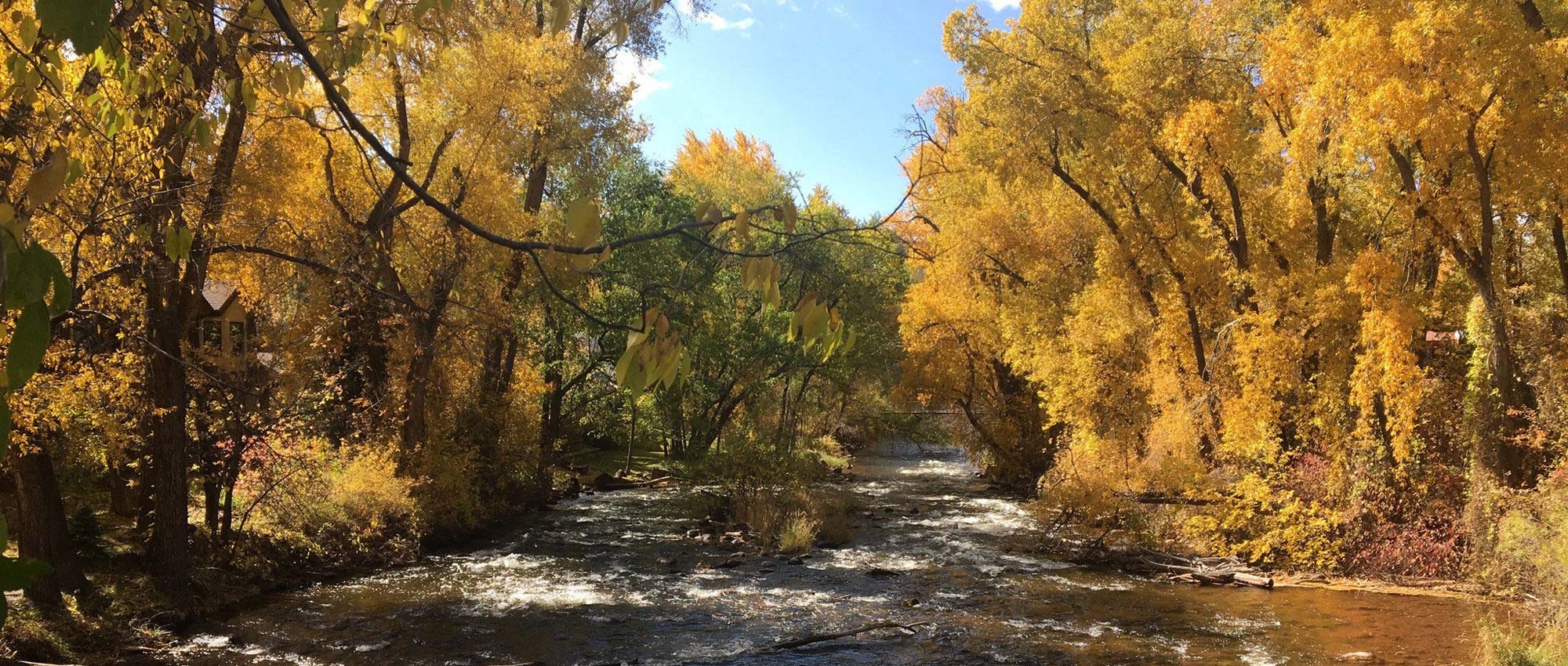 Colorado river stream lined with golden autumn cottonwood trees under a blue sky