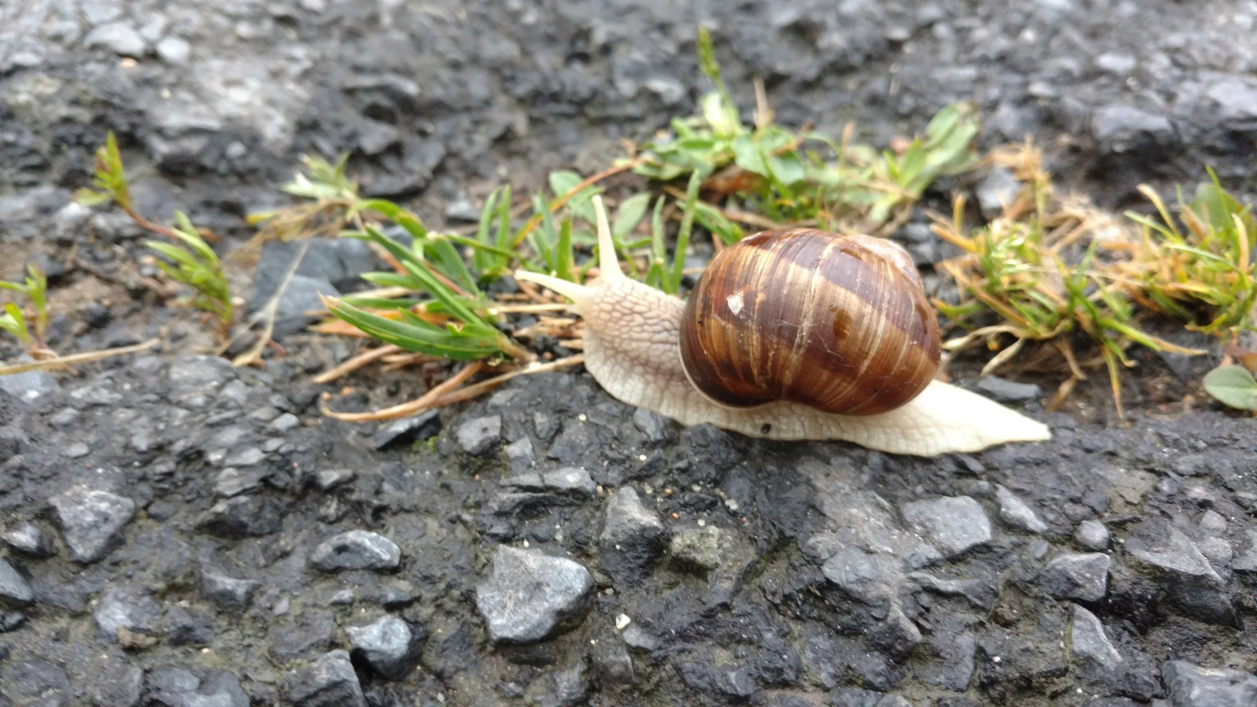 A garden snail crawling slowly across dark asphalt near small green plants.