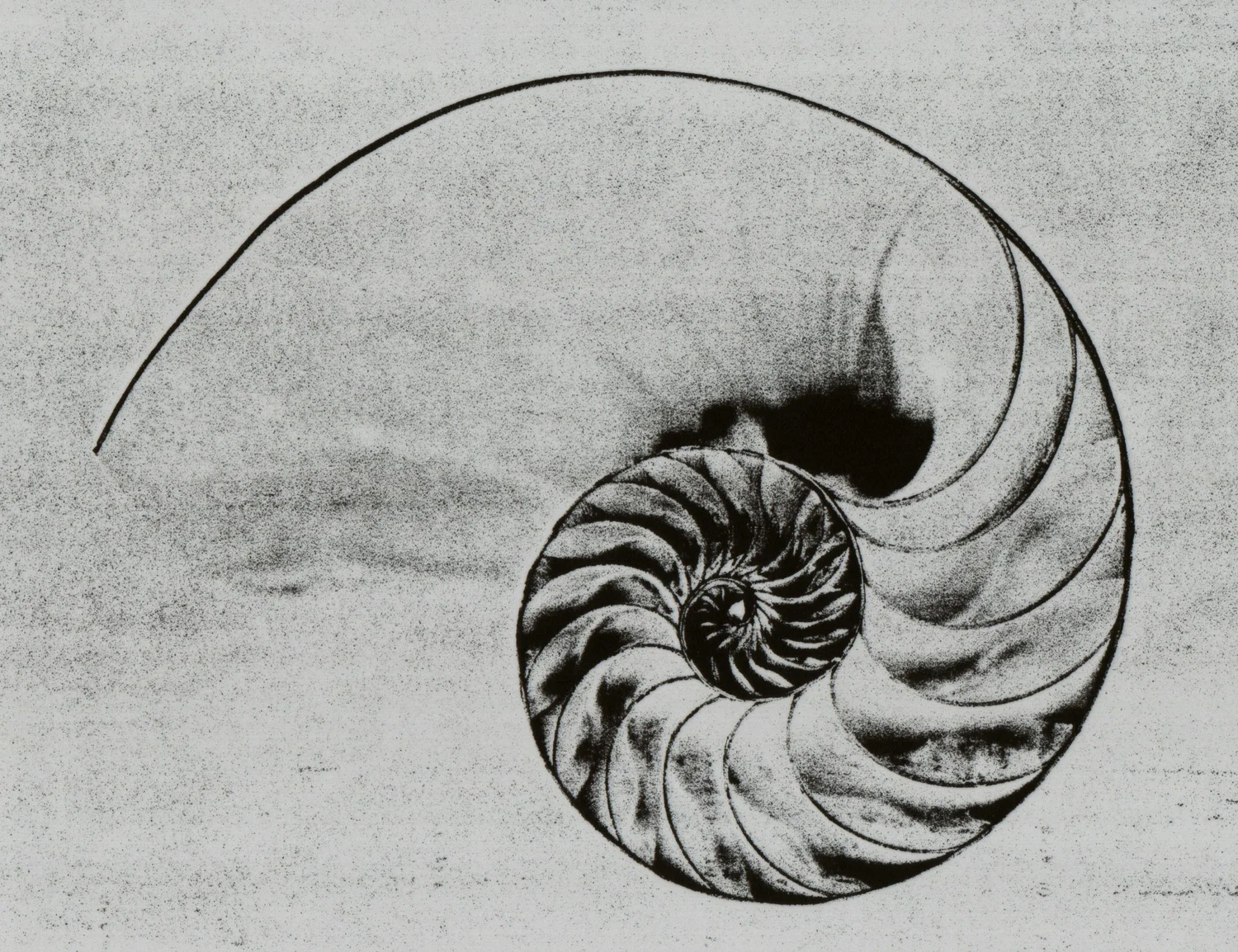 Black-and-white print of a nautilus shell cross-section, revealing its spiral chambers.