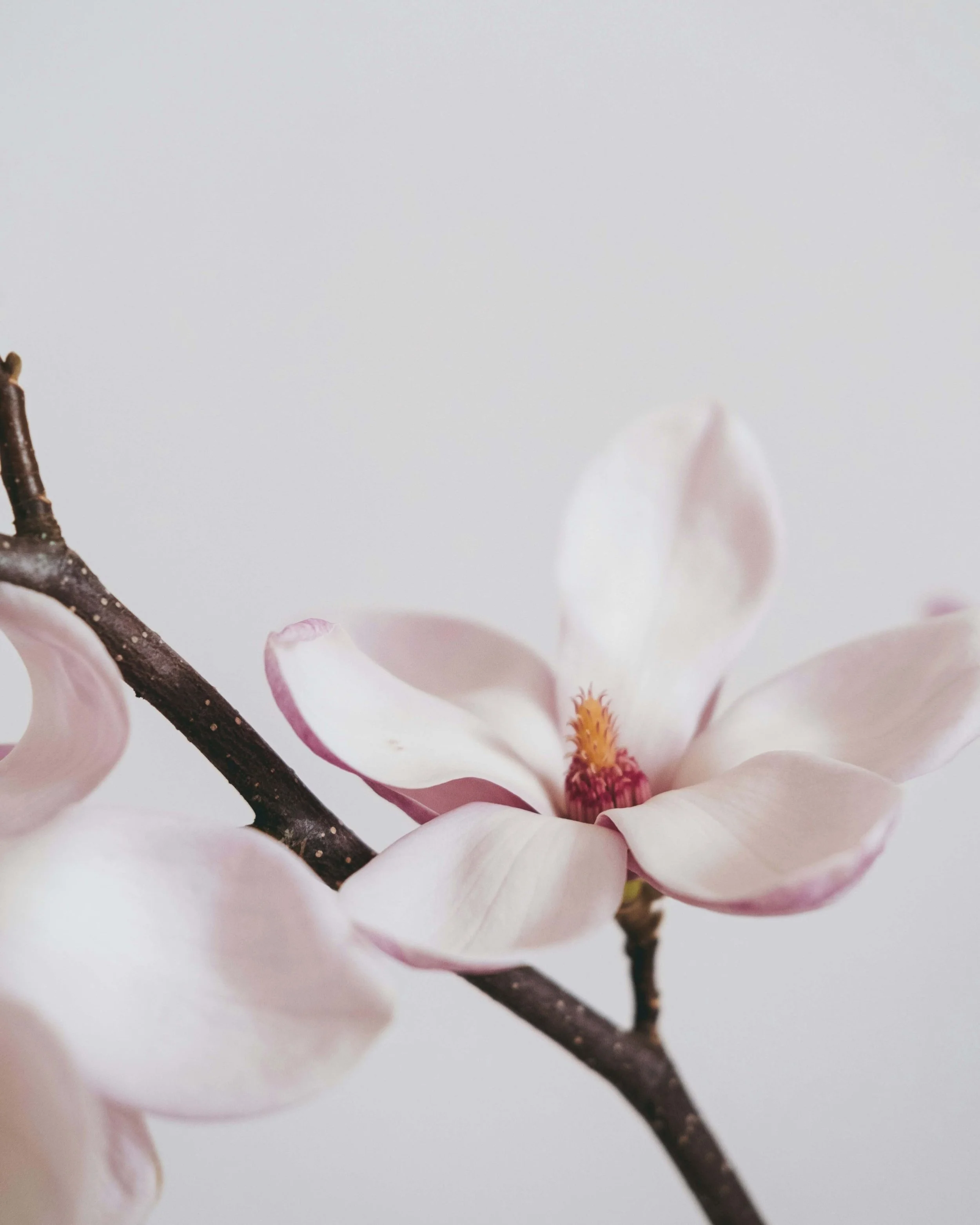 Close-up of a pale pink magnolia flower on a branch against a soft grey sky.