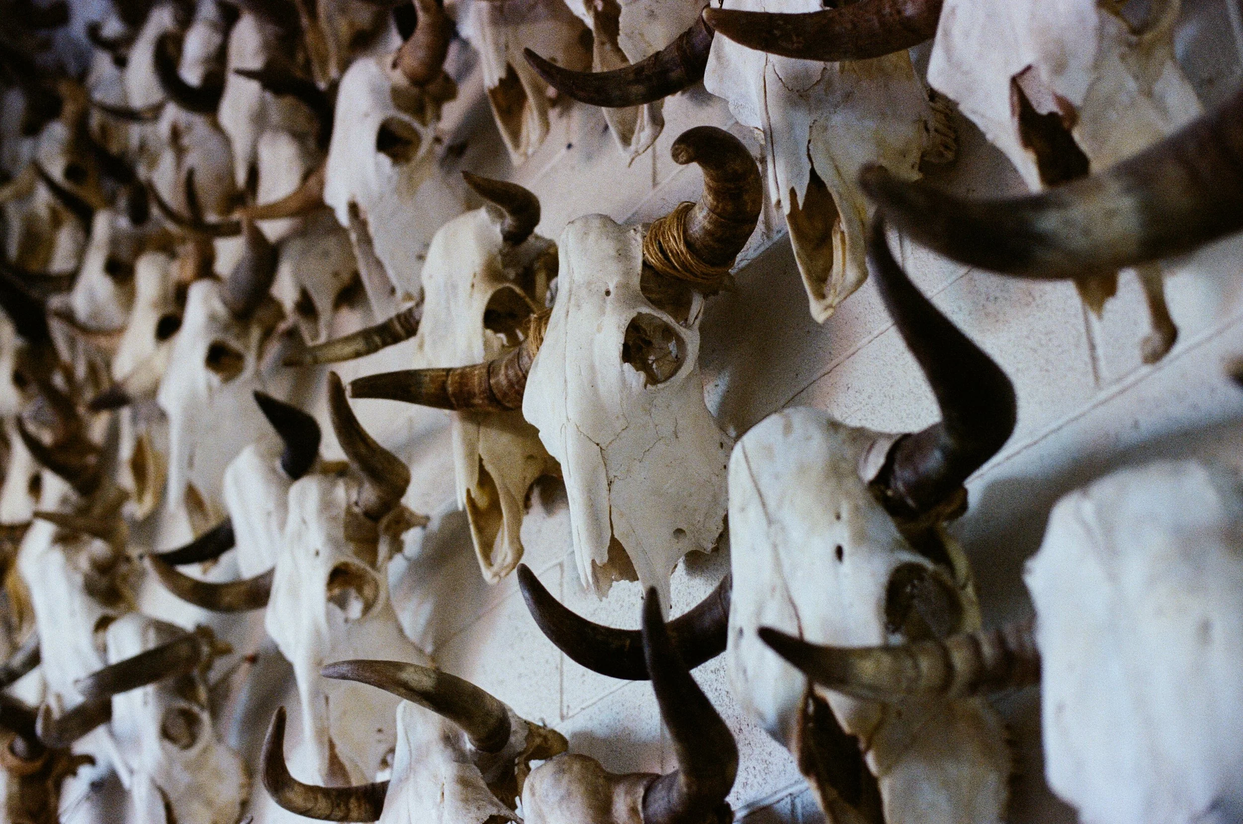 A wall installation of dozens of horned animal skulls densely mounted on a white wall — a signature feature of The Forge venue