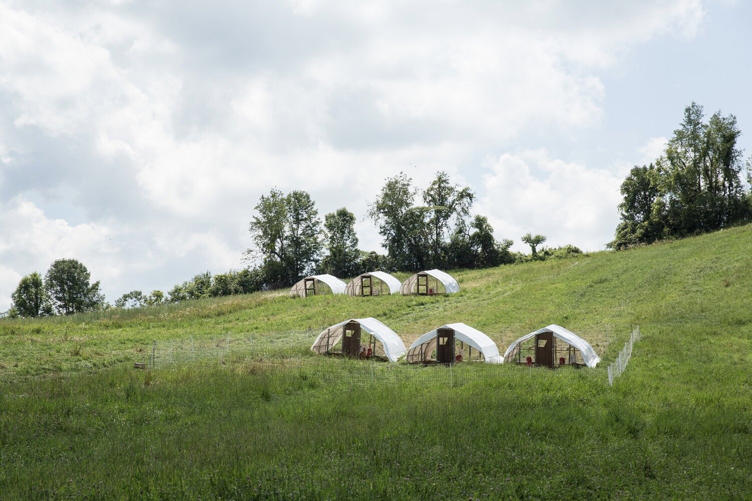 Six white hoop-style poultry shelters arranged on a green hillside pasture