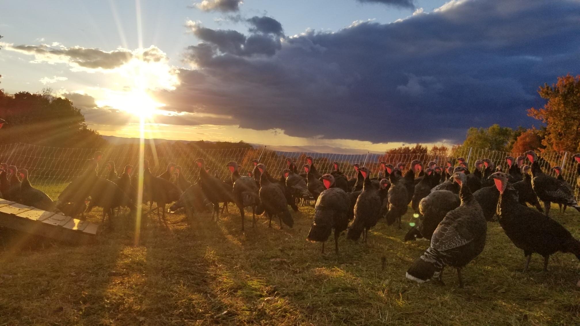 A large flock of dark heritage turkeys on pasture at golden-hour sunset beneath dramatic storm clouds