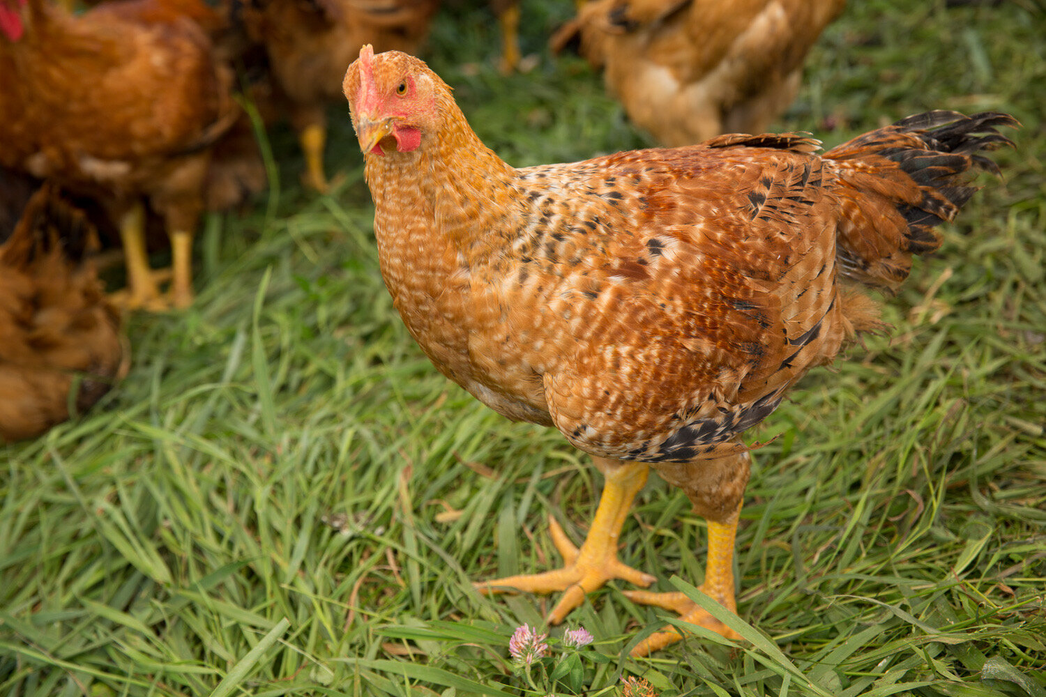 A golden-brown free-range chicken standing on pasture grass, head tilted toward the camera