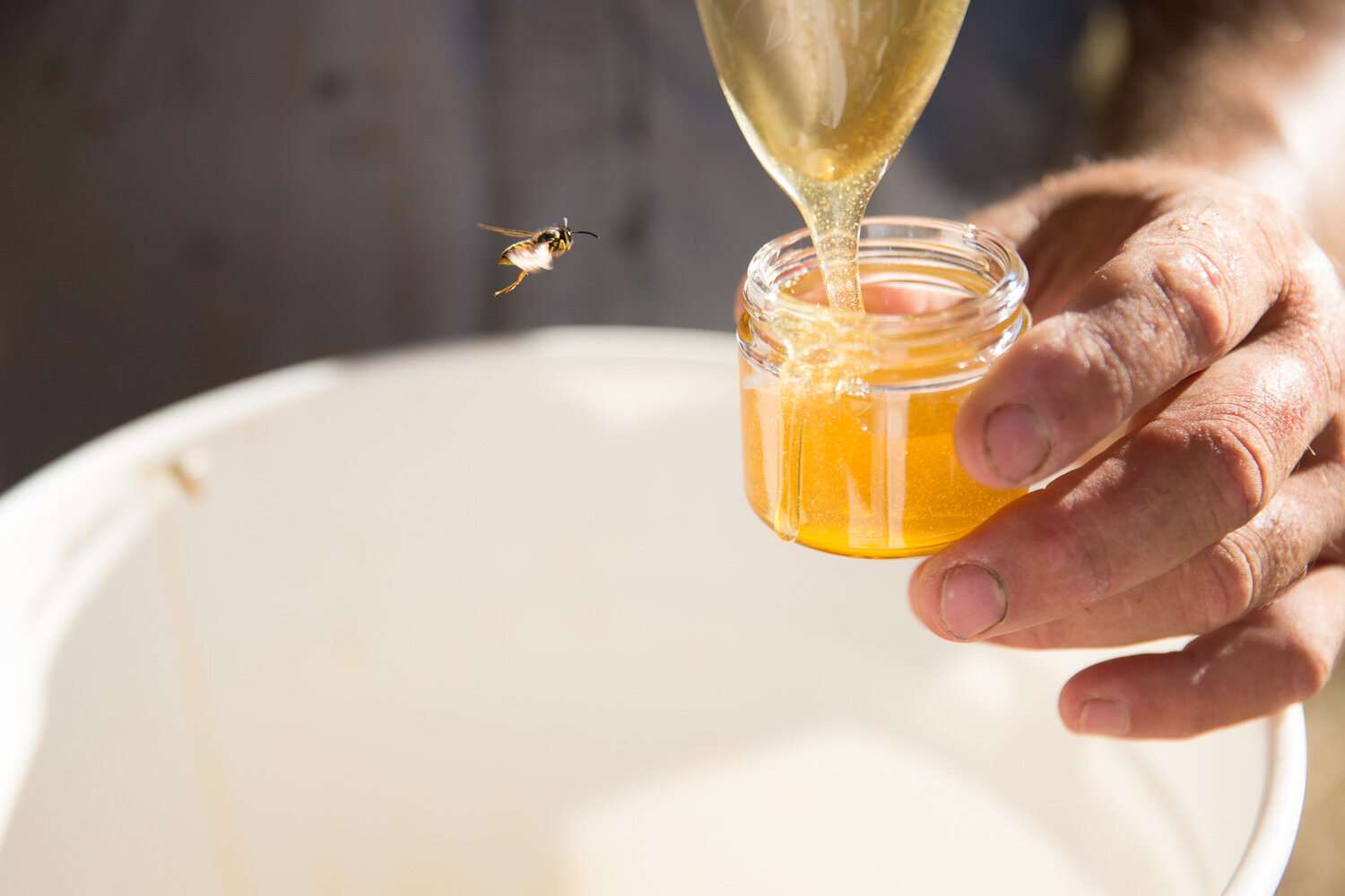 Hands filling a small glass jar with golden honey while a bee flies nearby