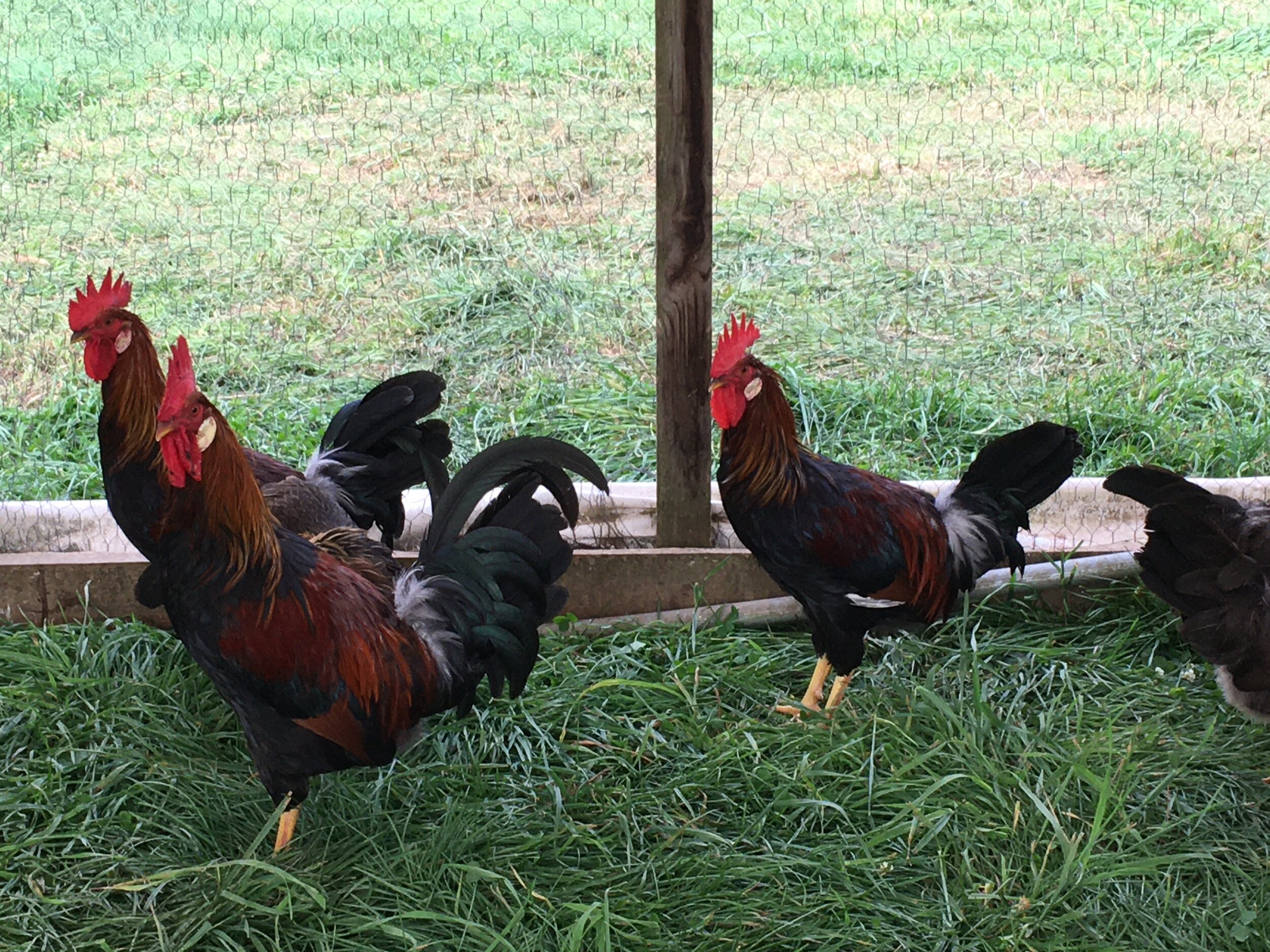 Two dark-feathered roosters standing on grass in a pasture pen