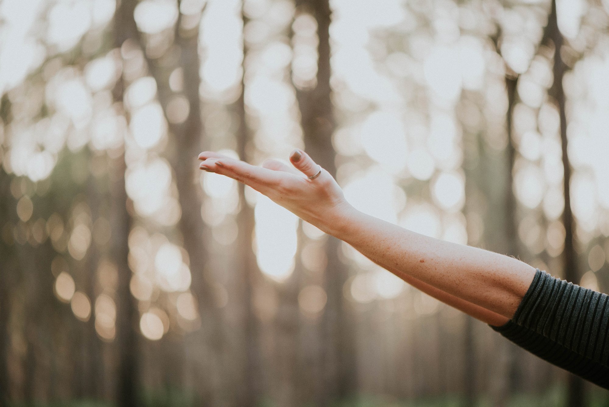 An outstretched open hand against a soft golden-hour forest background.