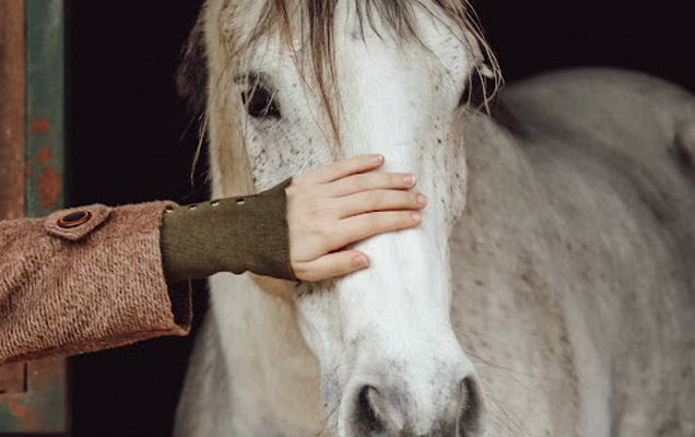 A hand resting gently on the face of a white horse in a stable