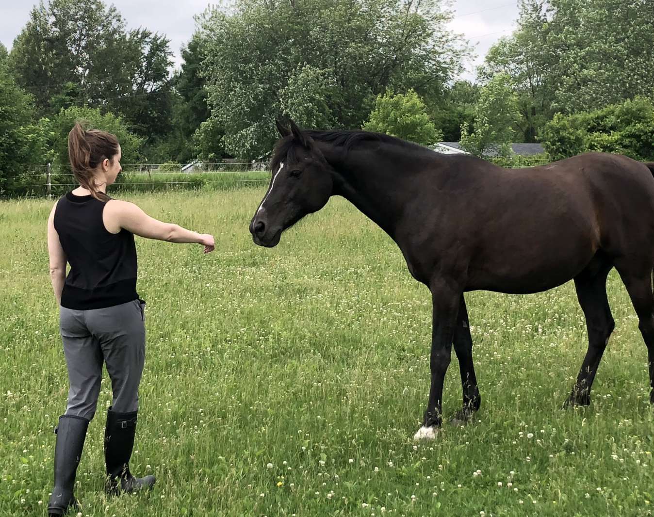 Woman in a green pasture reaching toward a large black horse