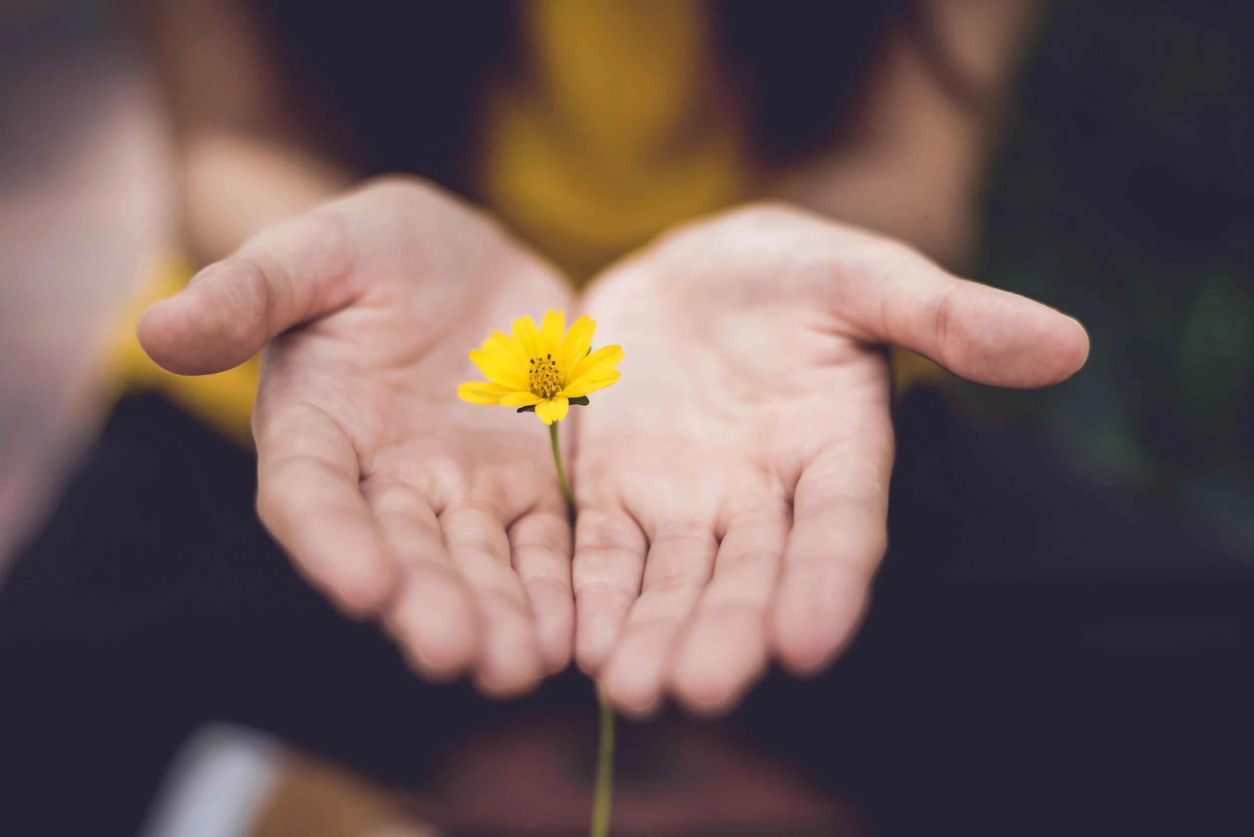 Two open hands cradling a small yellow flower against a dark bokeh background.