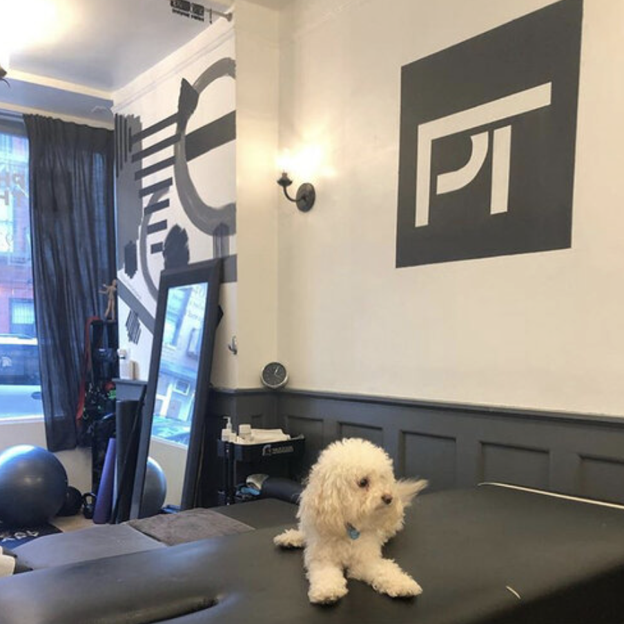 Daisy the office dog standing on a treatment table with the PT logo mural on the clinic wall