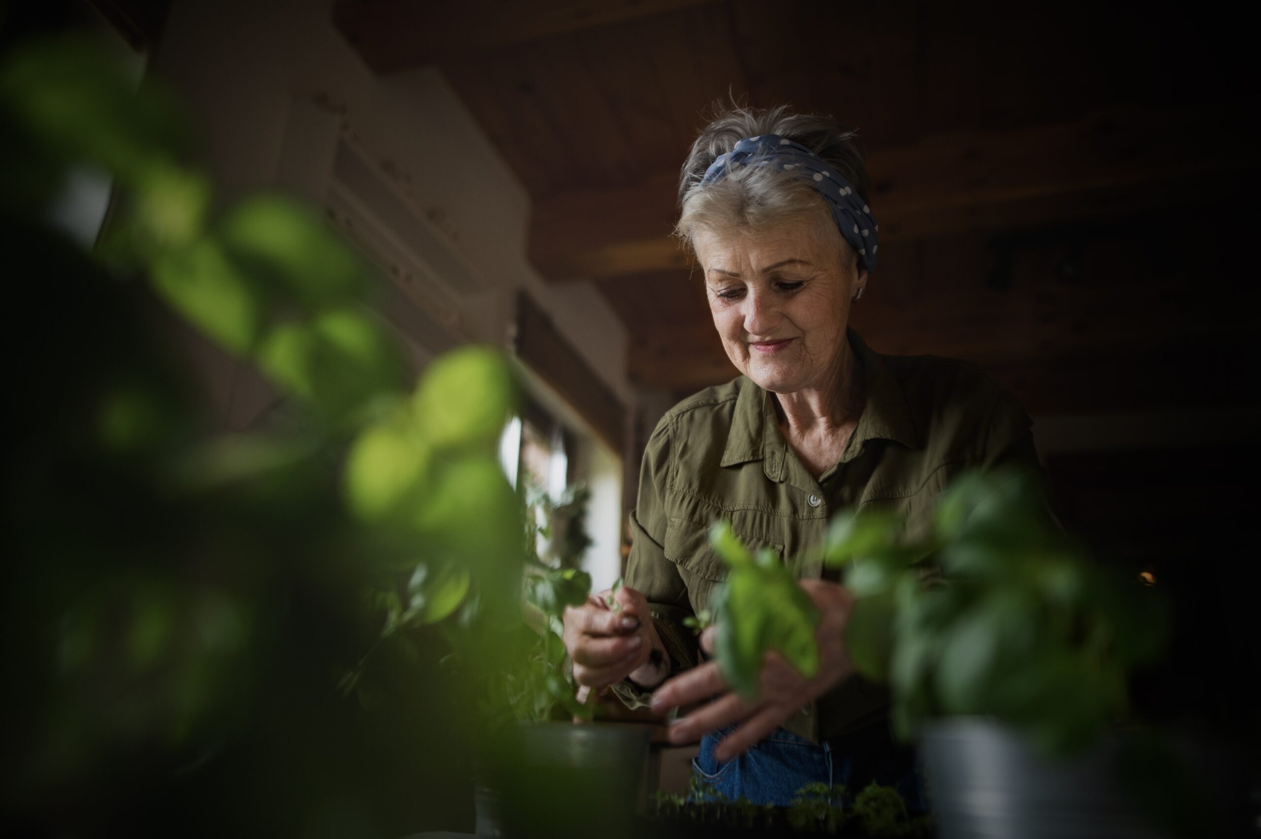 A happy senior woman with grey hair tending to herb plants at home