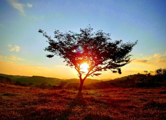 Lone tree silhouetted against a vibrant golden sunrise on an open plain