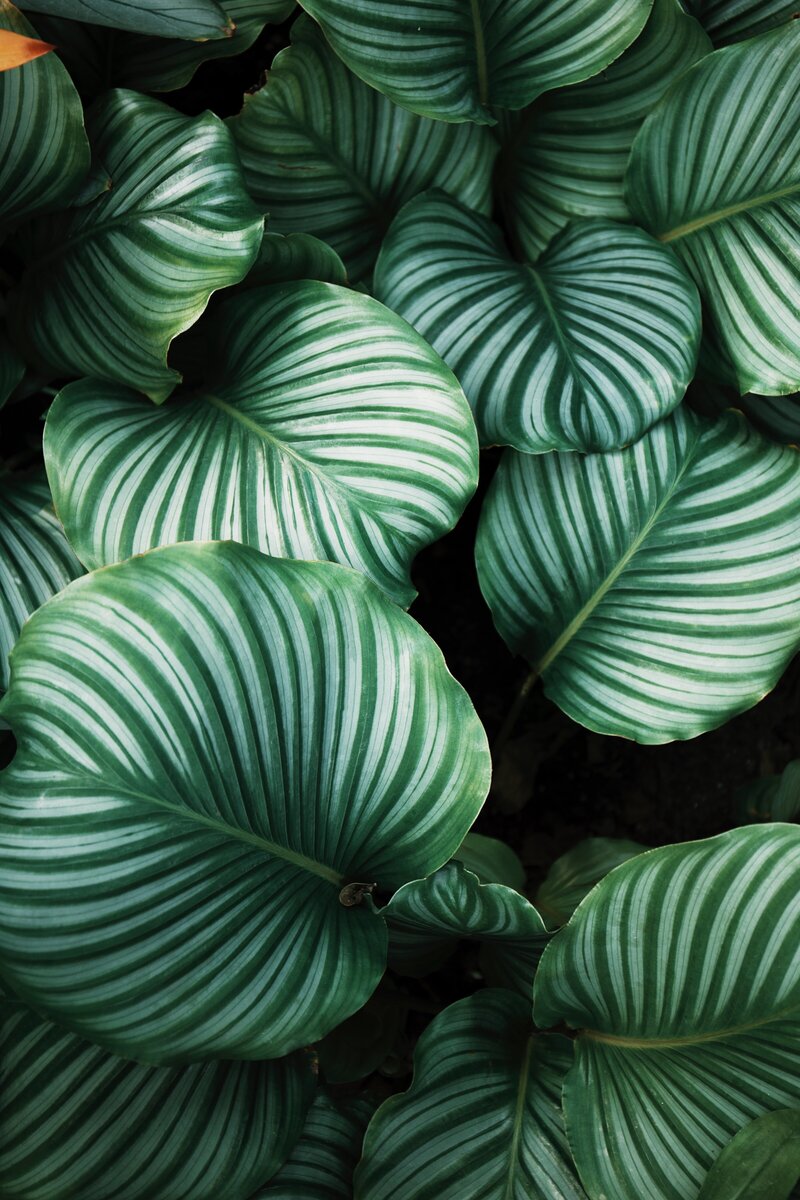 Green tropical calathea leaves