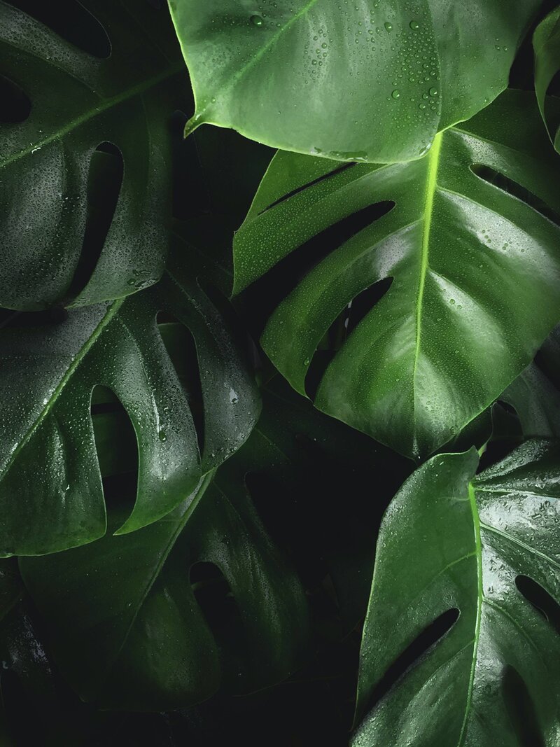 Wet monstera leaves close up