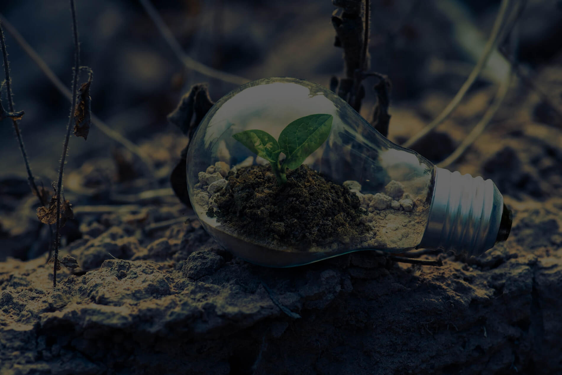 A light bulb lying on cracked earth with a green seedling growing inside it