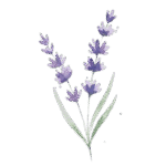 Lavender Dental watercolour lavender sprig logo