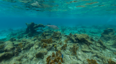 Underwater coral reef with fish in clear blue water
