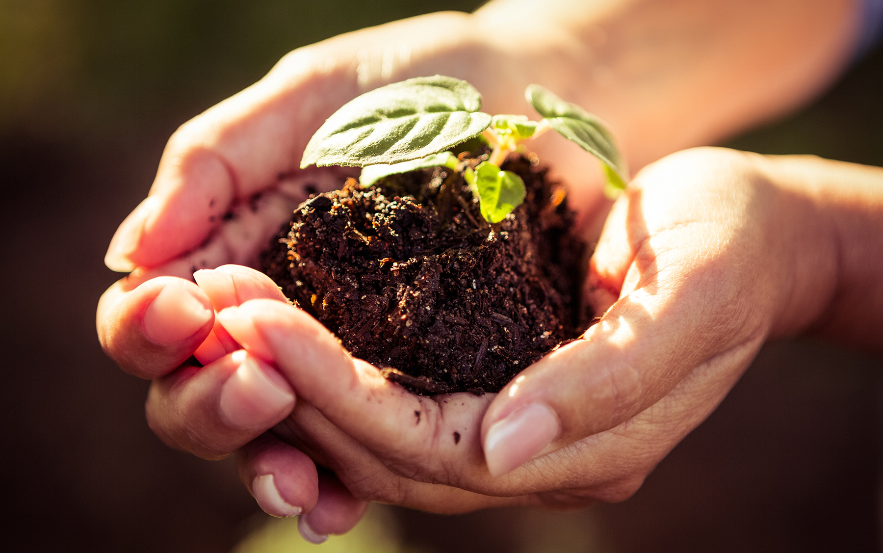Hands cupping dark soil with a small green seedling