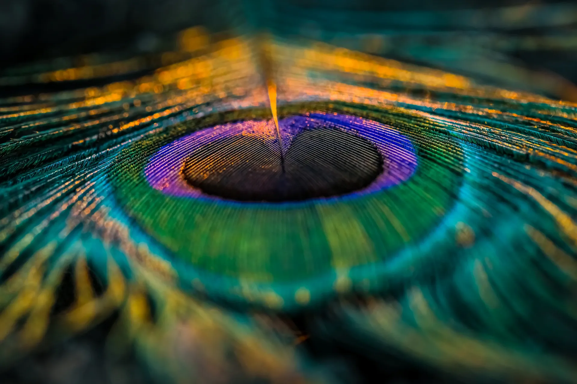 Macro photograph of a peacock feather showing iridescent teal, gold and violet detail