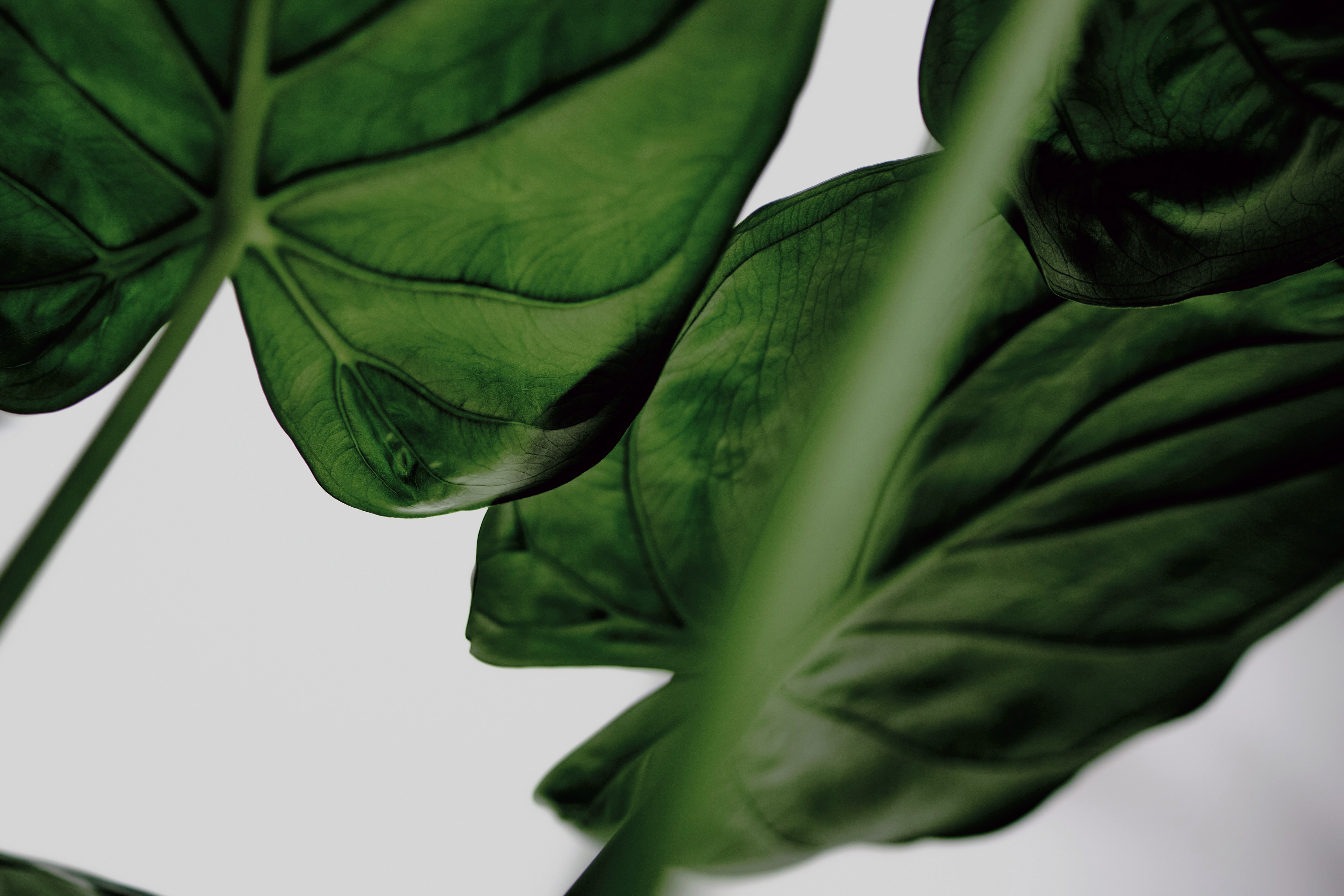 Close-up of large dark green tropical plant leaves