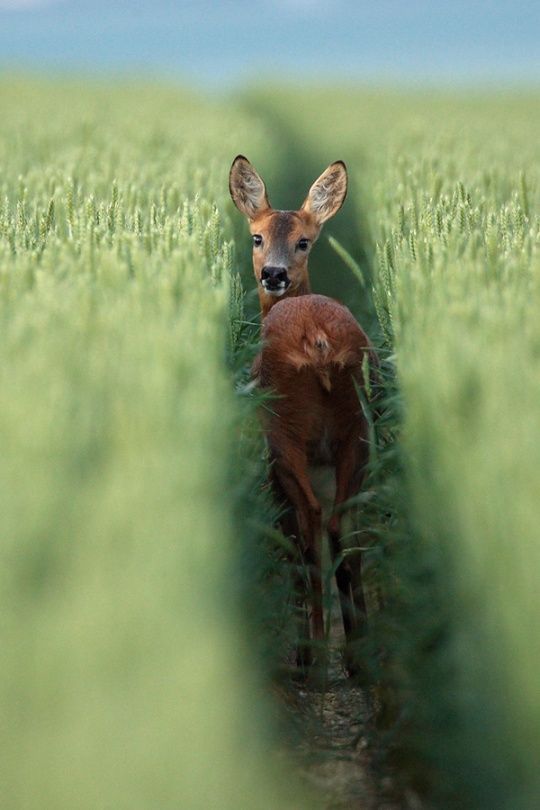 Young roe deer standing in a green wheat field, looking at the camera