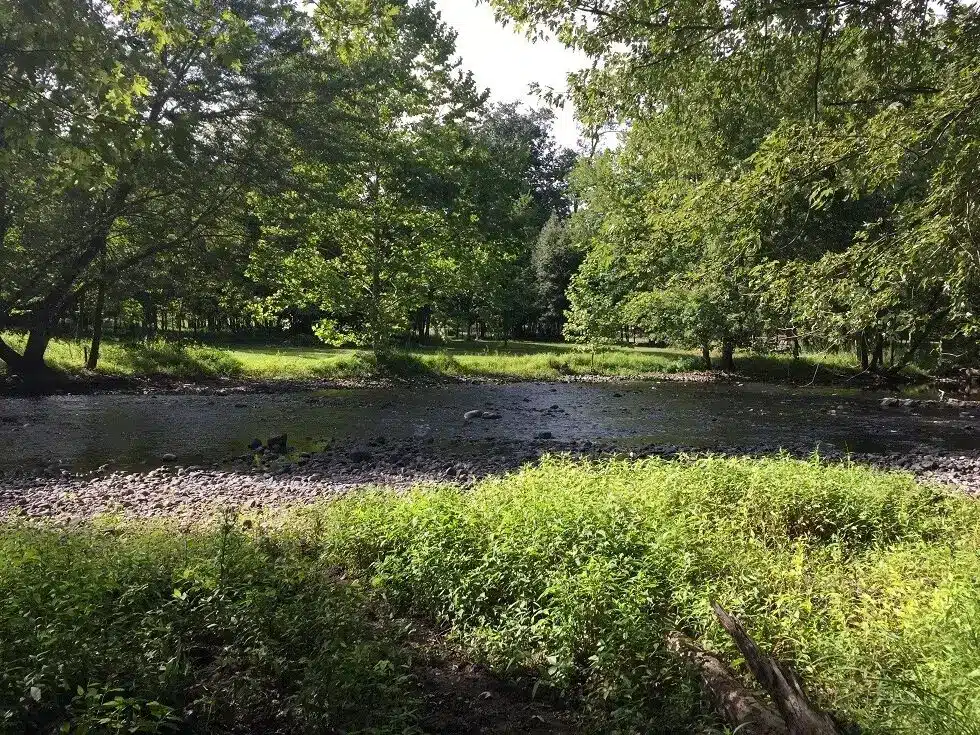 A shallow rocky creek framed by lush green summer trees