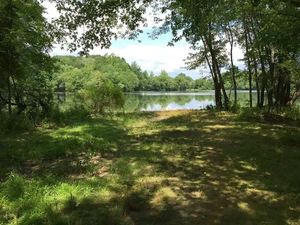 Calm lake seen through green summer trees