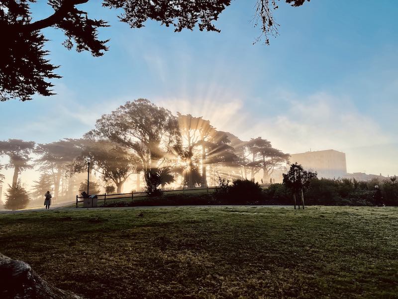 Sunlight bursting through misty trees in a San Francisco park at dawn
