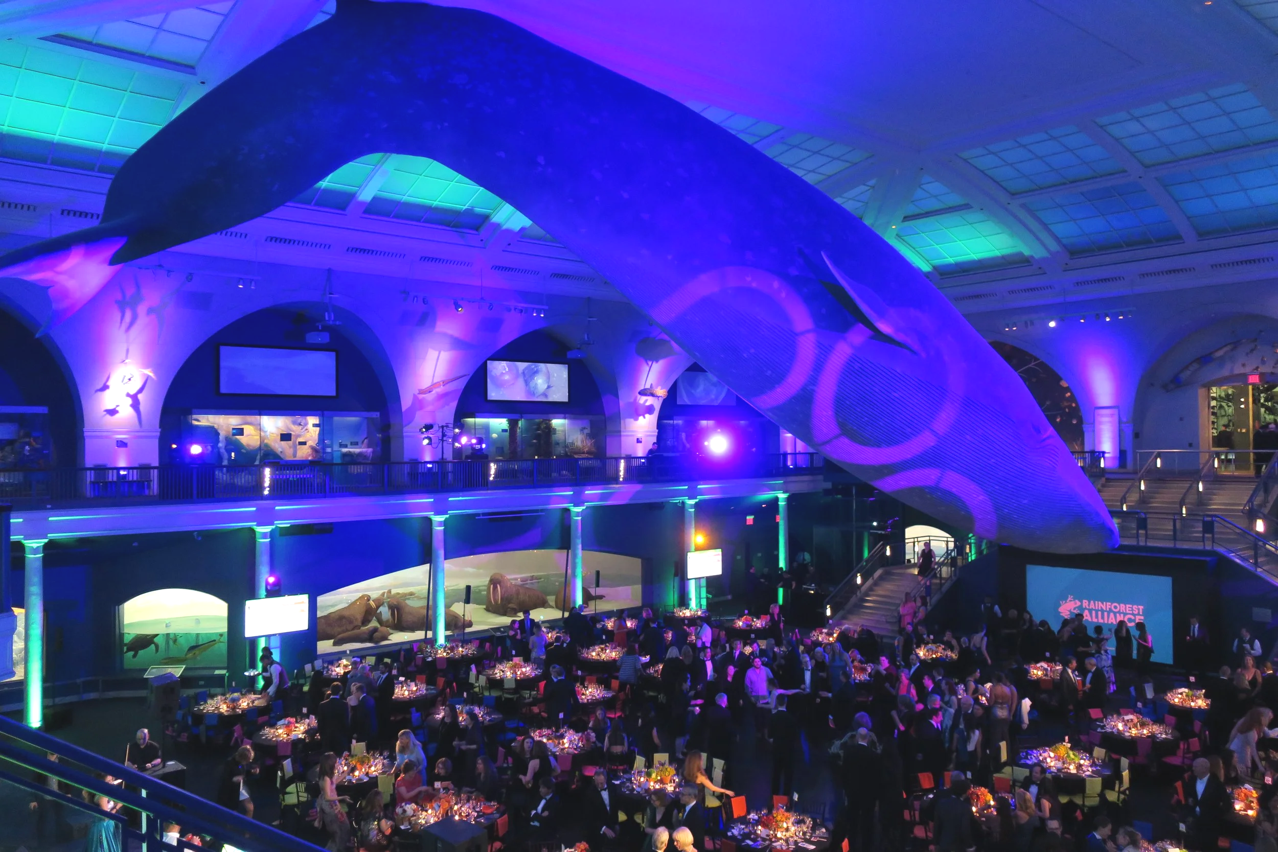 Gala dinner in a museum hall beneath a blue-lit suspended whale, guests seated at round tables