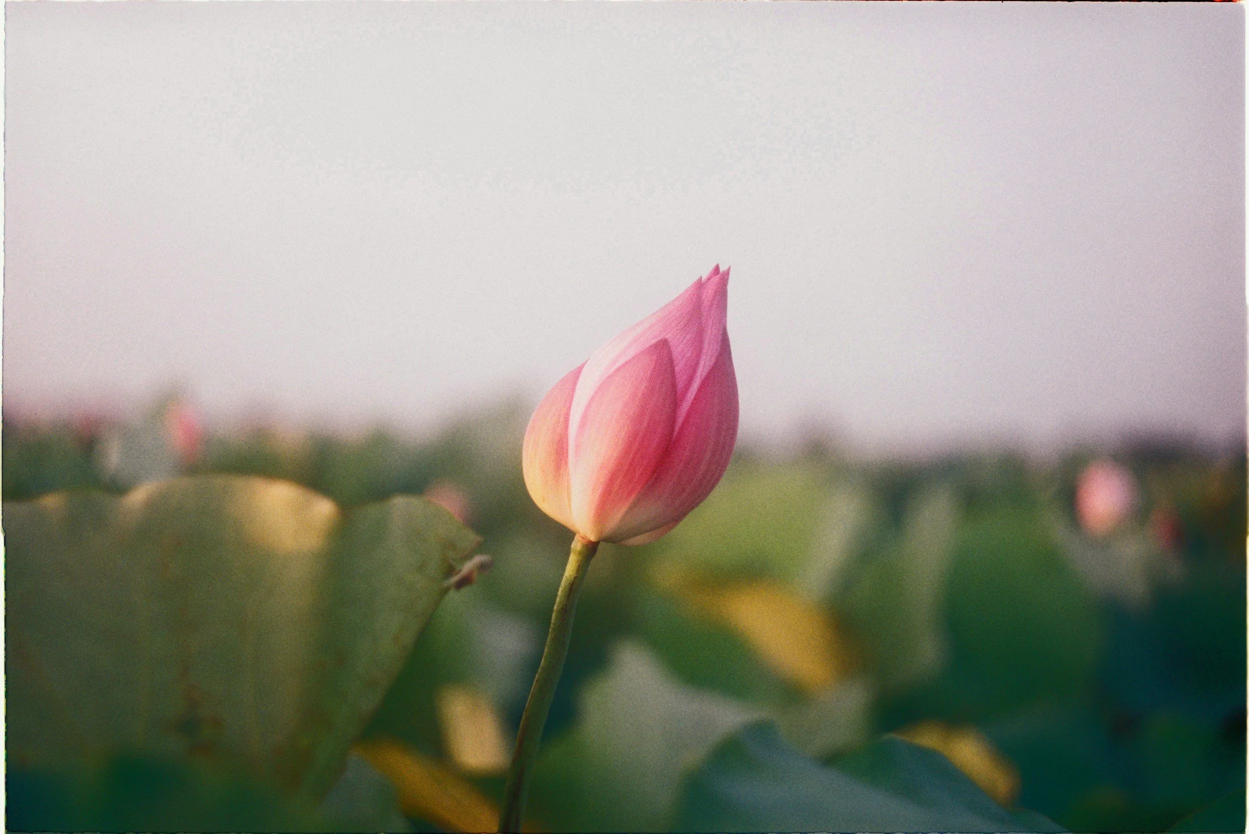 A pink lotus flower bud against soft green foliage
