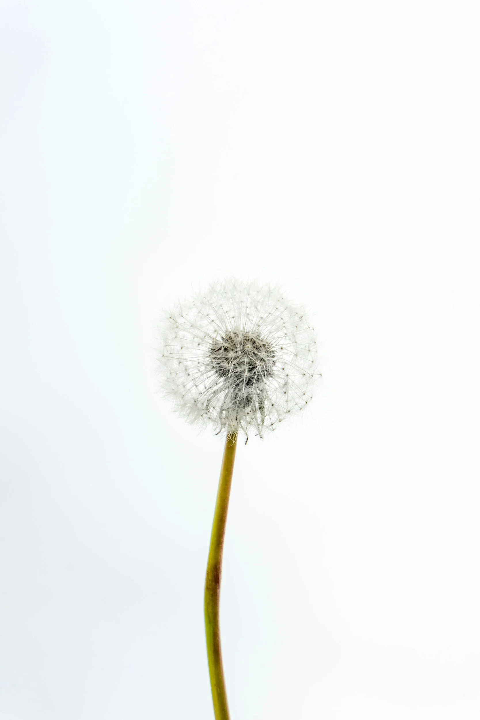 A single dandelion seed head, poised to release, against a soft white background